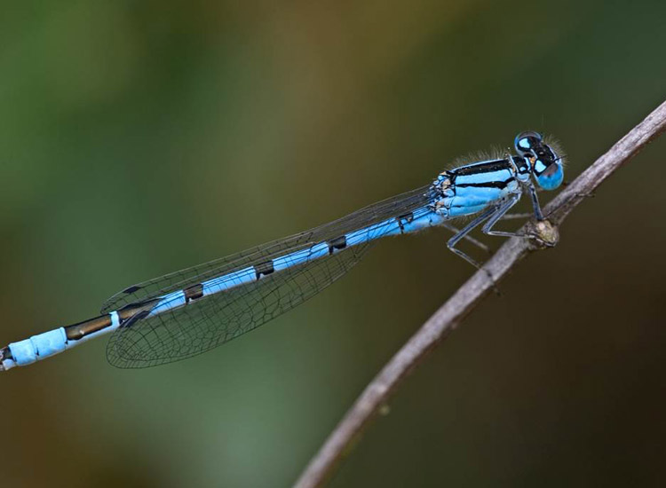 Dragonflies & Damselflies