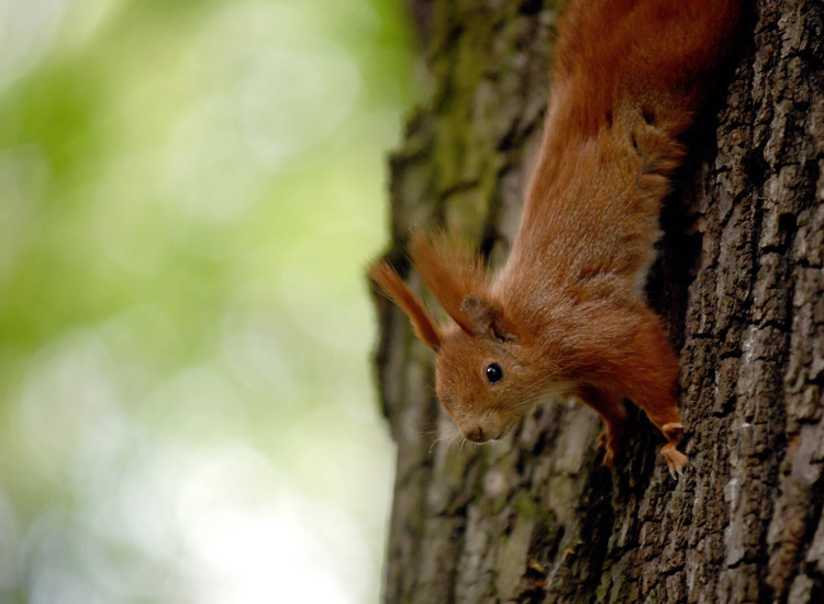 Highland Perthshire - Red Squirrel Paradise