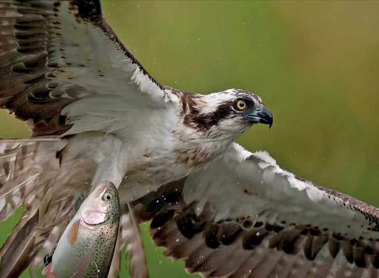 Raptors, Naturally Scottish