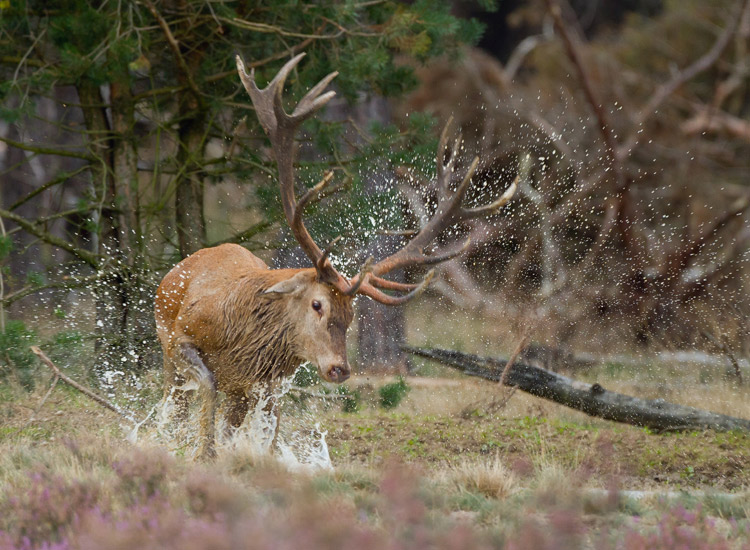 Red Deer & Roe Deer