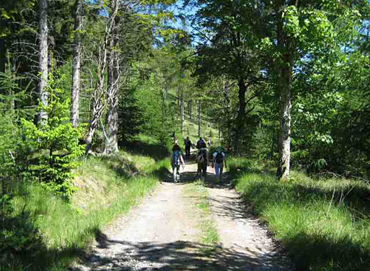 Glen Banvie Trail