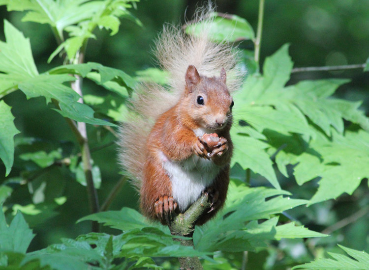 Red Squirrel Walk